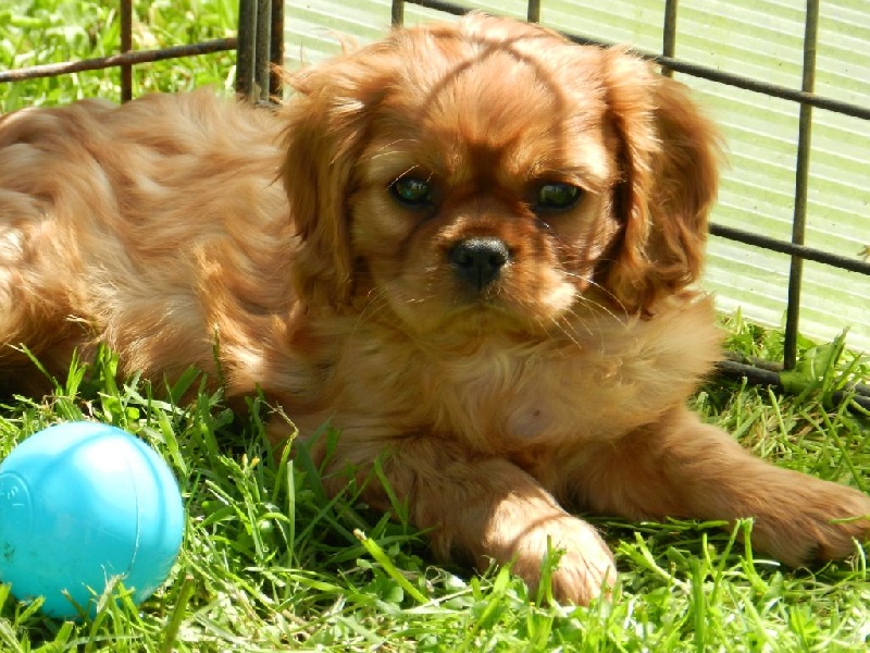 De la prunelliere - Cavalier King Charles Spaniel - Portée née le 28/02/2016