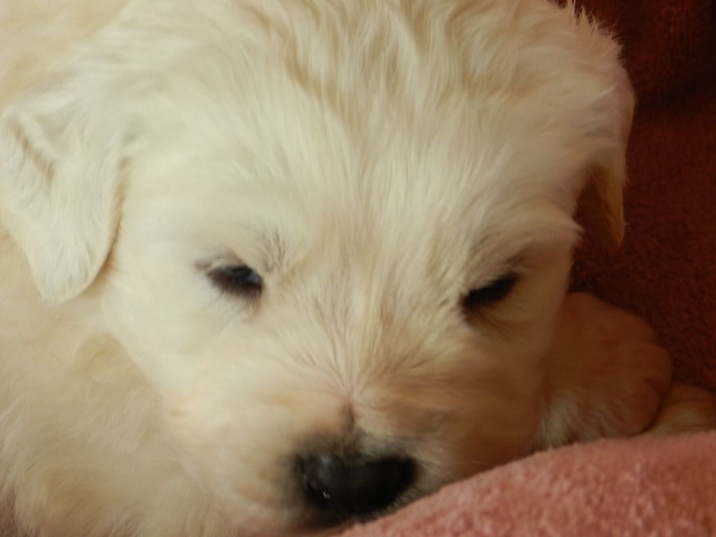 De la prunelliere - Berger de Podhale - Tatra - Portée née le 22/01/2018